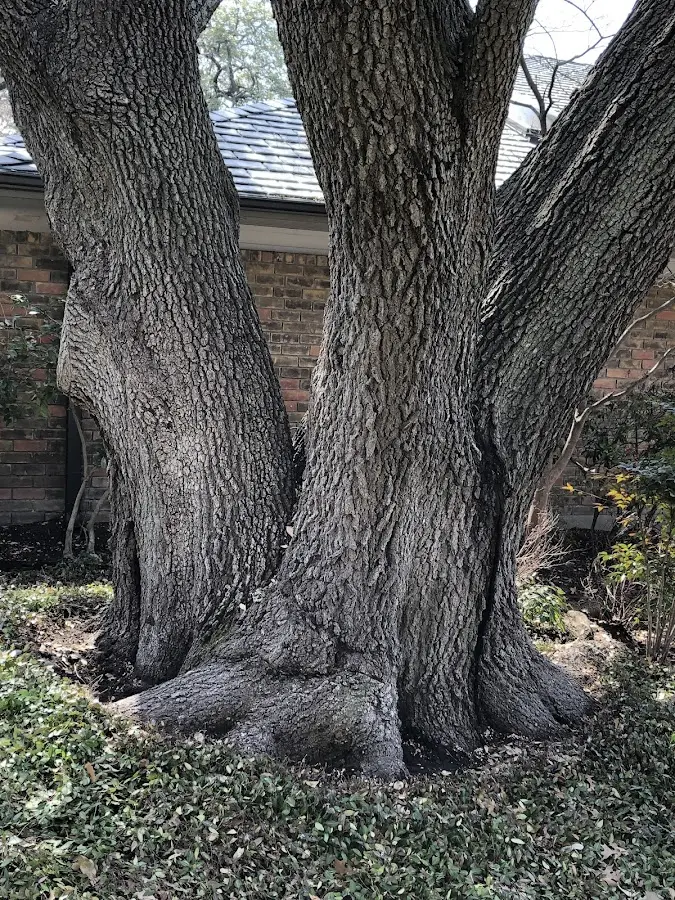 Mature heritage tree close to a Paragould property cared for by certified arborists